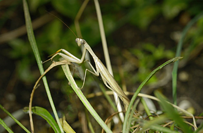 Praying Mantis
