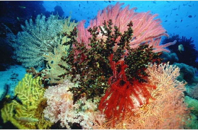 Underwater Wonderworld